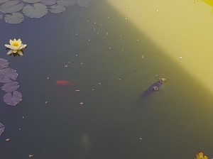 20160531_102010web