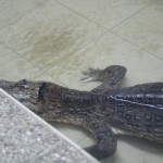 IMG_7623web